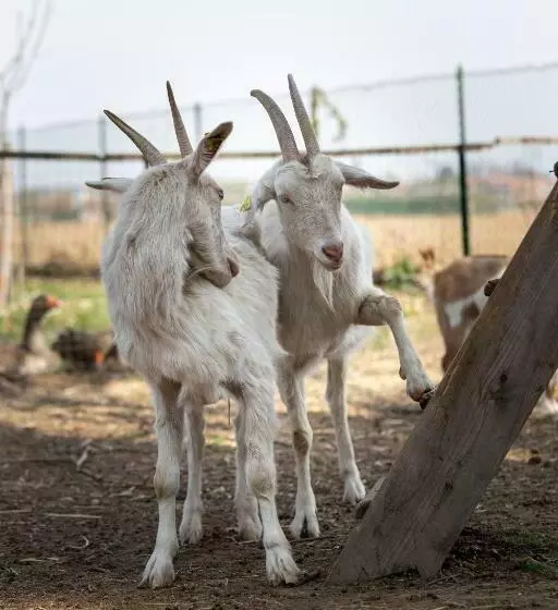 ベッドアンドブレックファースト Cascina Cattabreghetta