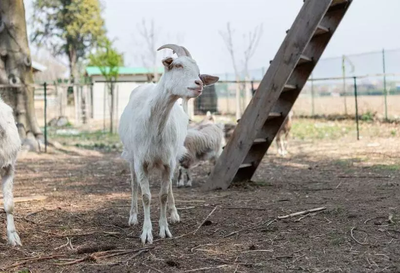 ベッドアンドブレックファースト Cascina Cattabreghetta