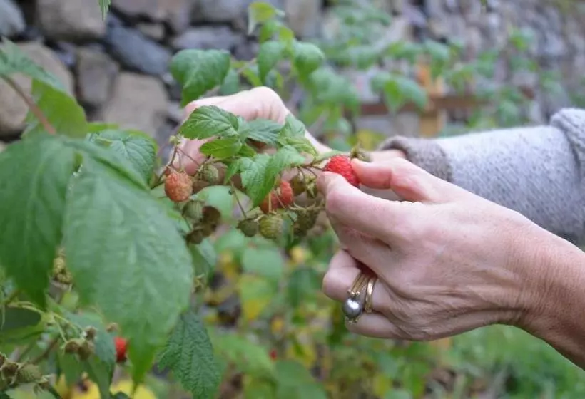 Aamiaismajoitus (B&B) Falkenau