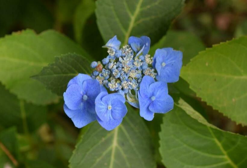 민박 Le Cottage Mirabelle