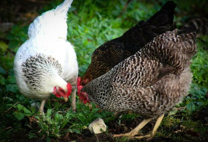 Brambling Fields B&b And Cottages