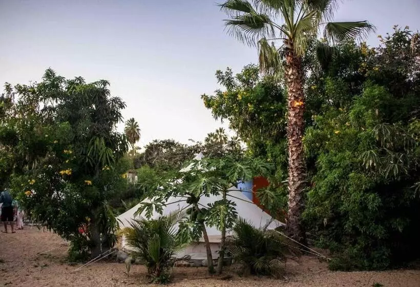 Todos Santos Hostel Super Fast And Stable Satellite Wifi