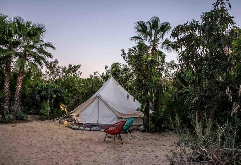 Todos Santos Hostel Super Fast And Stable Satellite Wifi