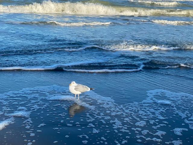 فندق Gästehaus Windflüchter