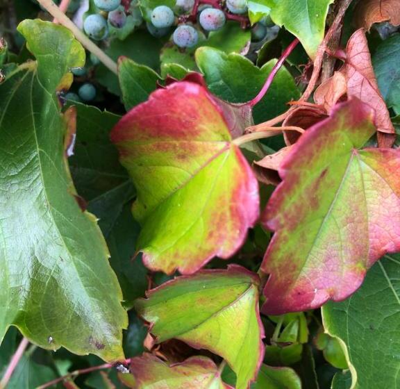 بنسيون Au Rez De Jardin