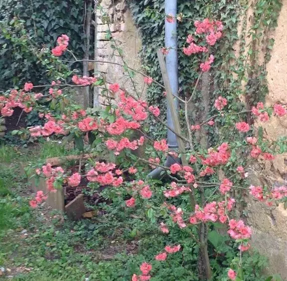 Majatalo La Bicoque En Puisaye