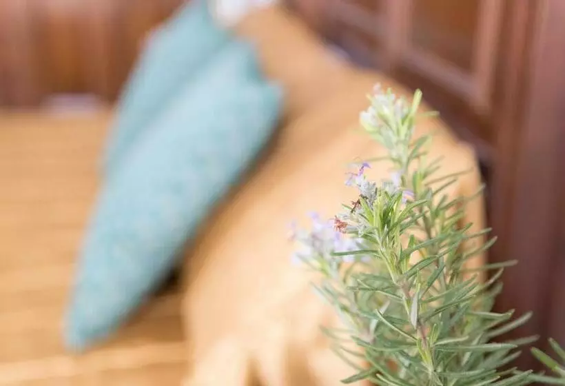 تختخواب و صبحانه Boutique House Lujopobre