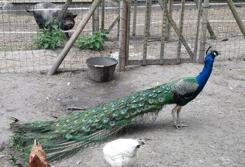 פנסיון Le Domi