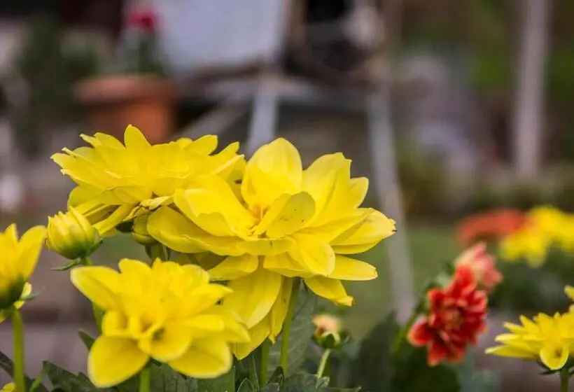 Majatalo Affittacamere Dell Autista