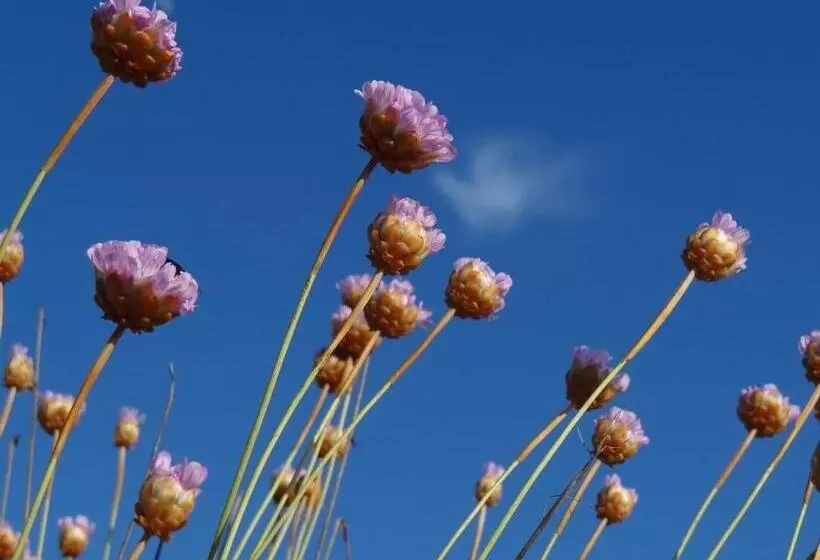 Majatalo Blue Guide Milfontes