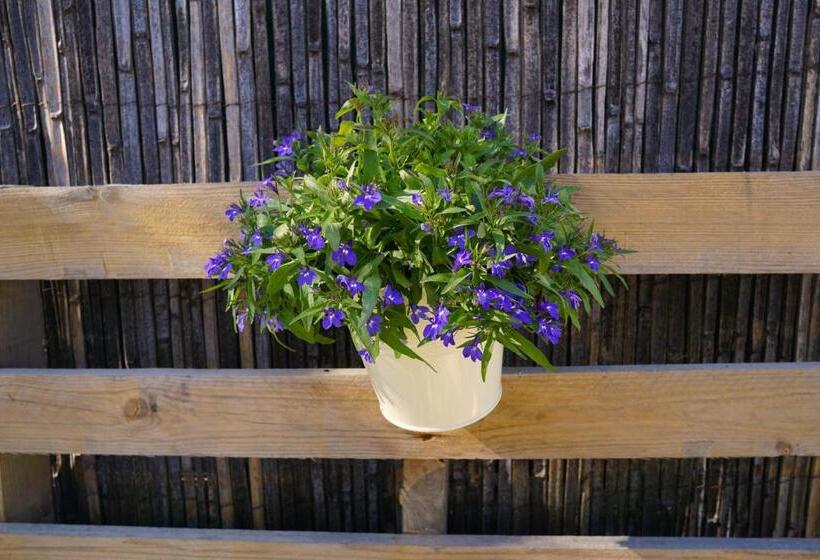 مبيت وإفطار Lone Star House