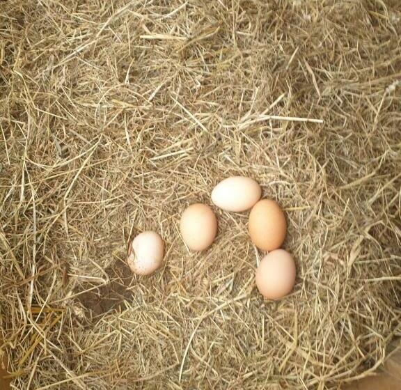 住宿加早餐  Morland