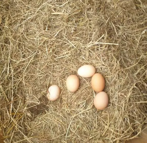 ベッドアンドブレックファースト Morland