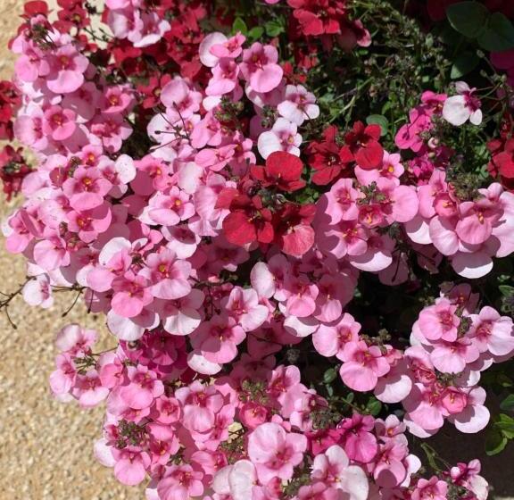 مبيت وإفطار Au Fil Des Cévennes