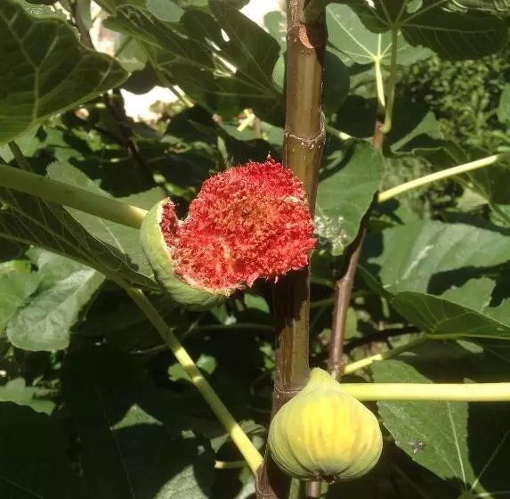 ベッドアンドブレックファースト Le Petit Figuier