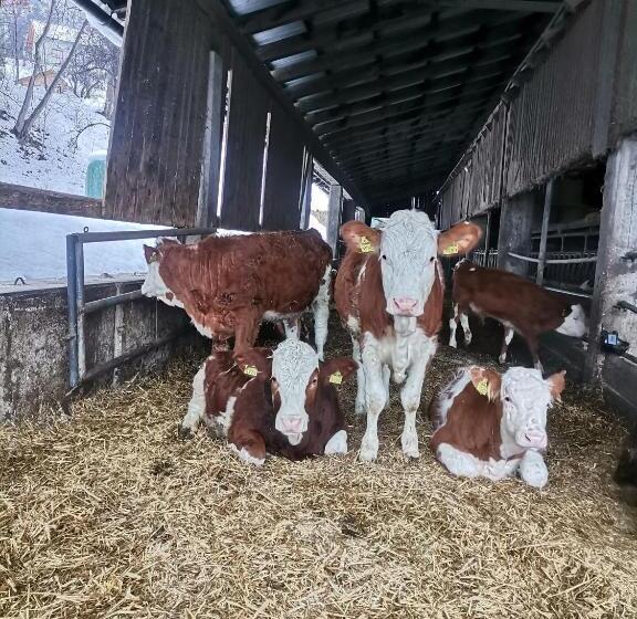 هتل Tourist Farm Mulej