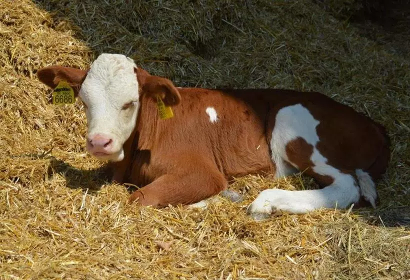 هتل Tourist Farm Mulej