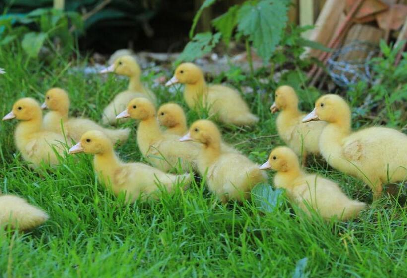 هتل Tourist Farm Mulej