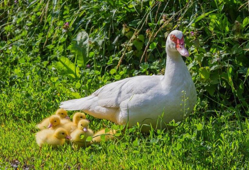 هتل Tourist Farm Mulej