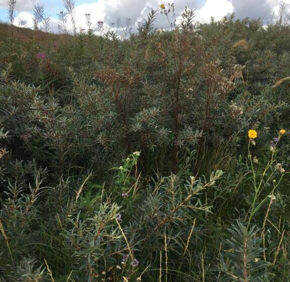 בית מלון כפרי Meeuw