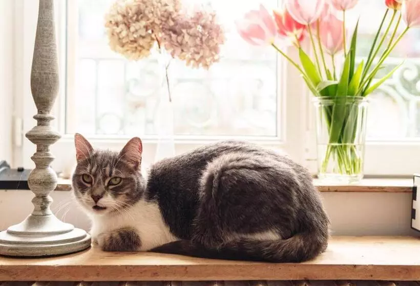 Aamiaismajoitus (B&B) La Cantellerie