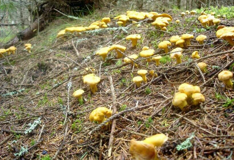 펜션 Blockhaus Bärnkopf