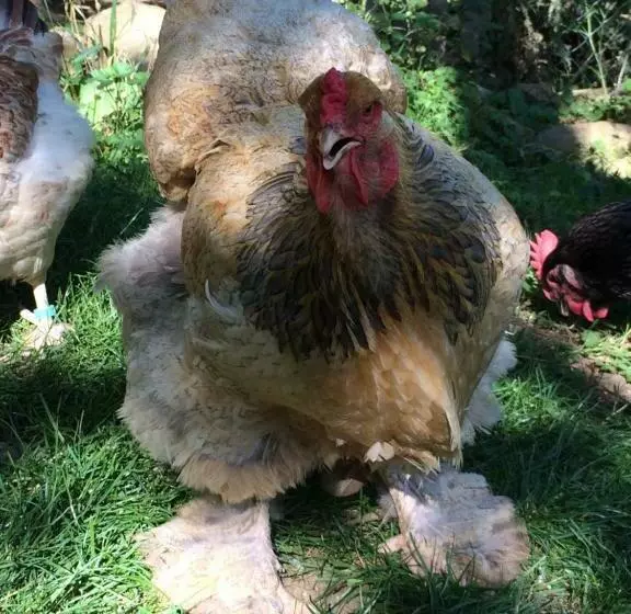 Aamiaismajoitus (B&B) Les Sittelles De Bamboche