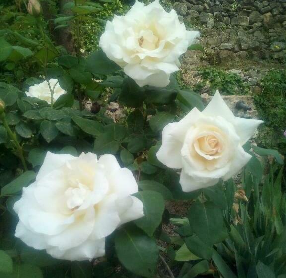 צימר Creta Rossa