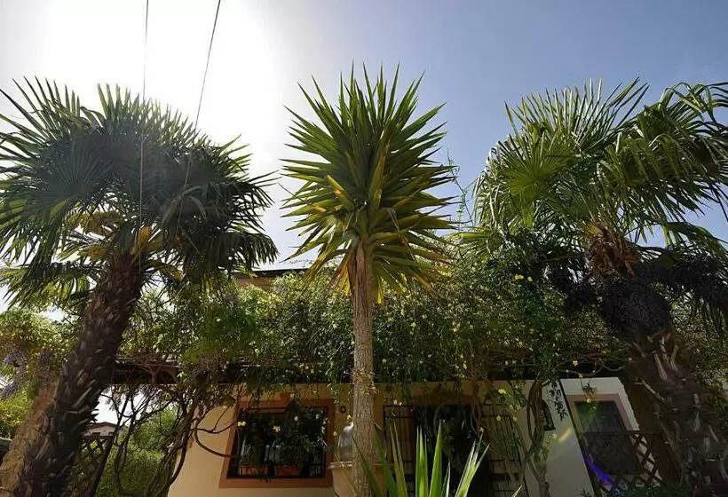 B&b Agave 64