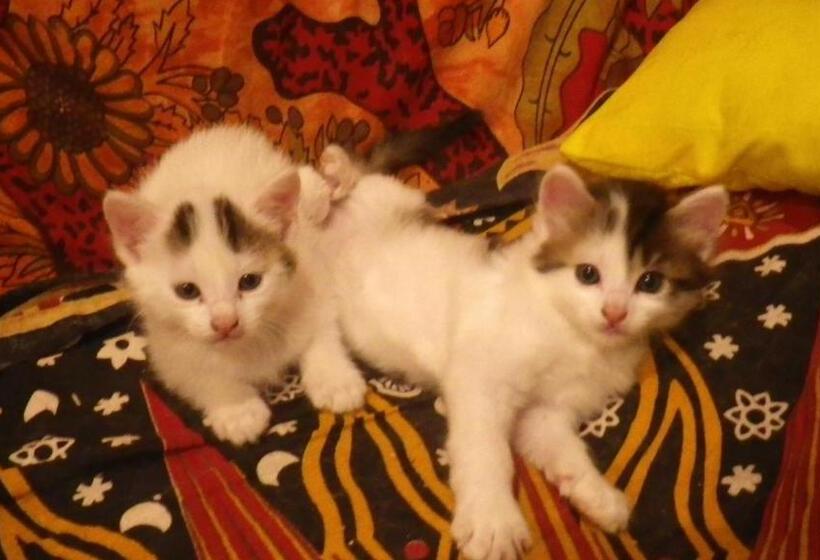 ベッドアンドブレックファースト Mas De La Boheme L Hermet