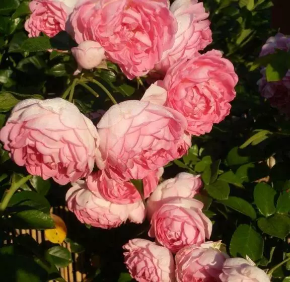 Bed & Breakfast Engen