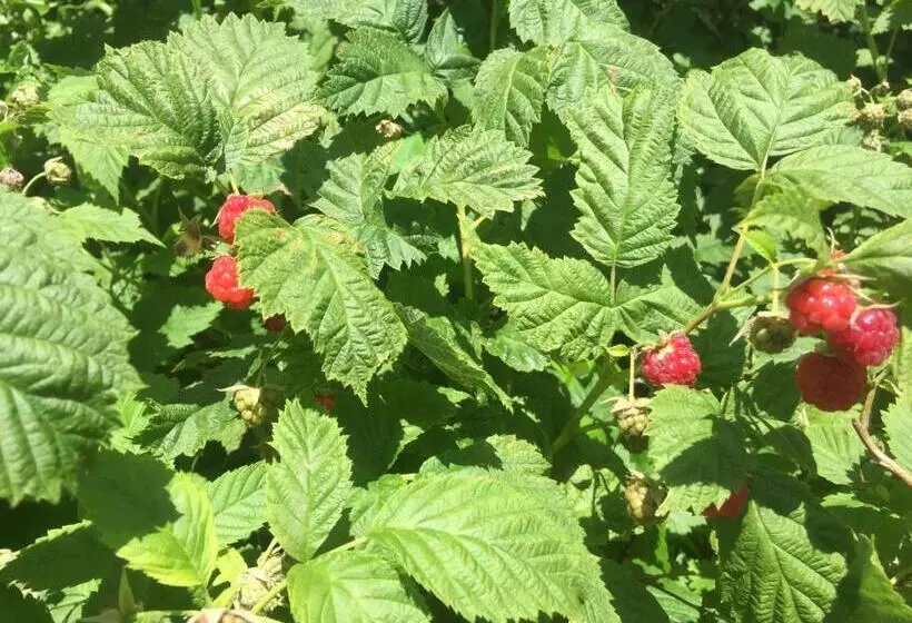 Peanuts Hostel & Meer