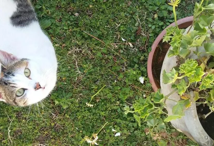 B&b L Albero Di Antonia