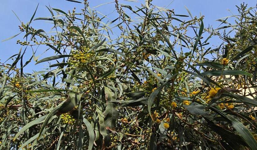 بنسيون Golden Baibah