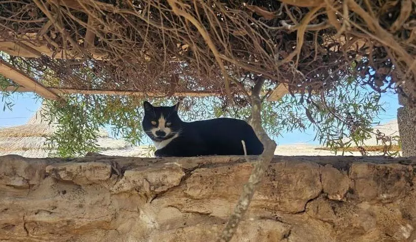 Majatalo Golden Baibah