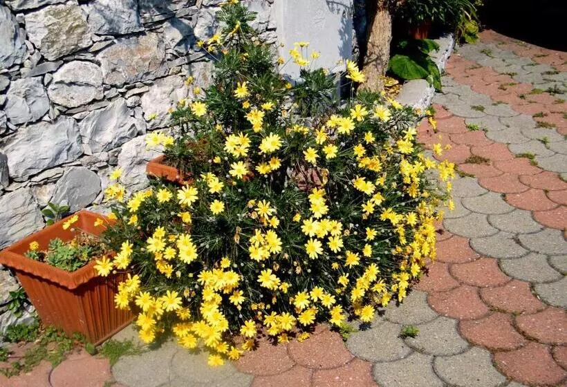 B&b Alle Ortensie Blu