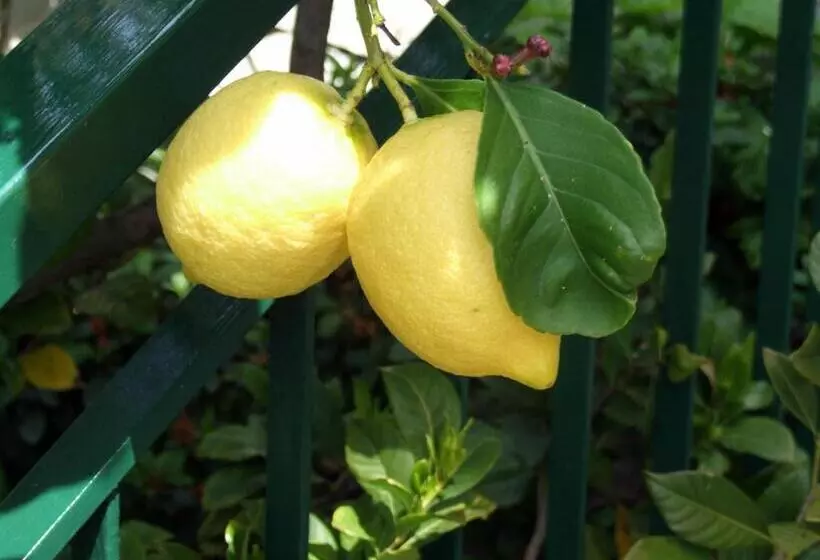 B&b Alle Ortensie Blu