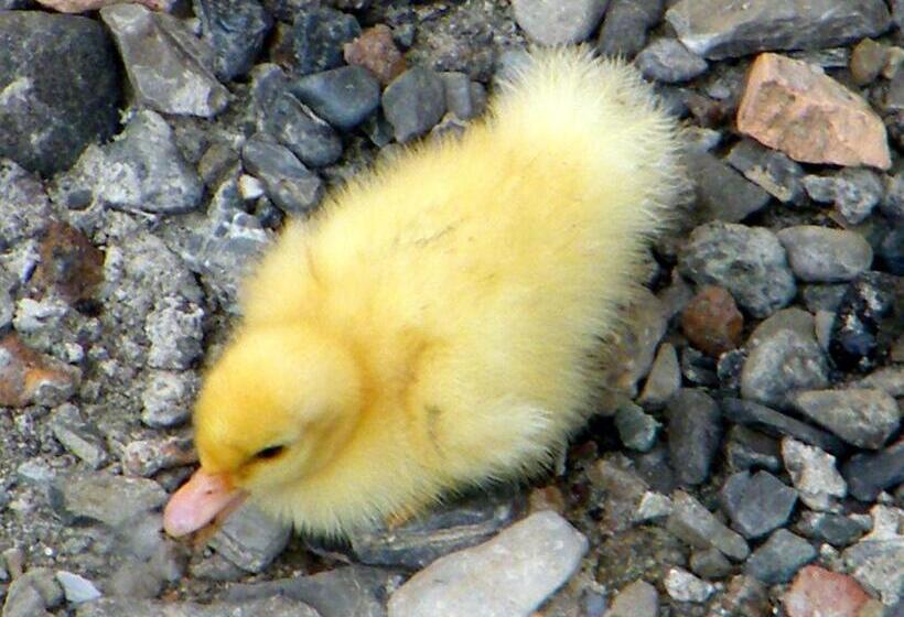 B&b Alle Ortensie Blu