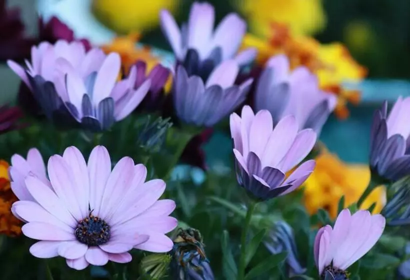 Aamiaismajoitus (B&B) La Petite Bérais