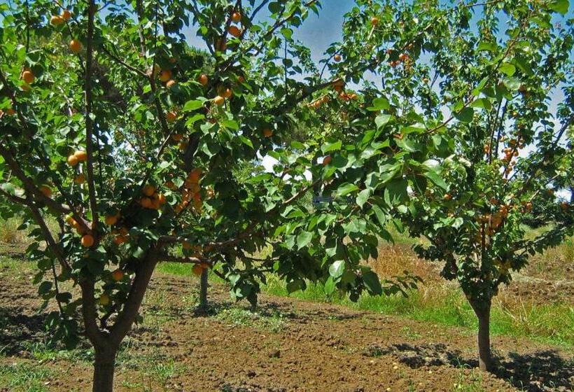 ホテル Nato Contadino