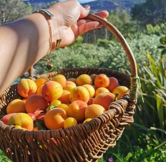 ベッドアンドブレックファースト Bastide Saint Bernard