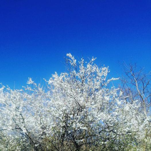 住宿加早餐  Monte Termine Country House