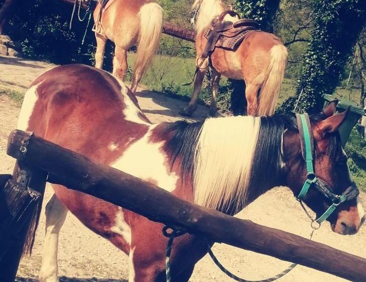 住宿加早餐  Monte Termine Country House