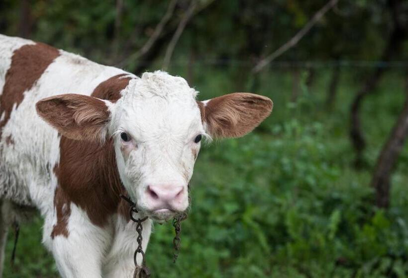 בית מלון כפרי Dai Minisins