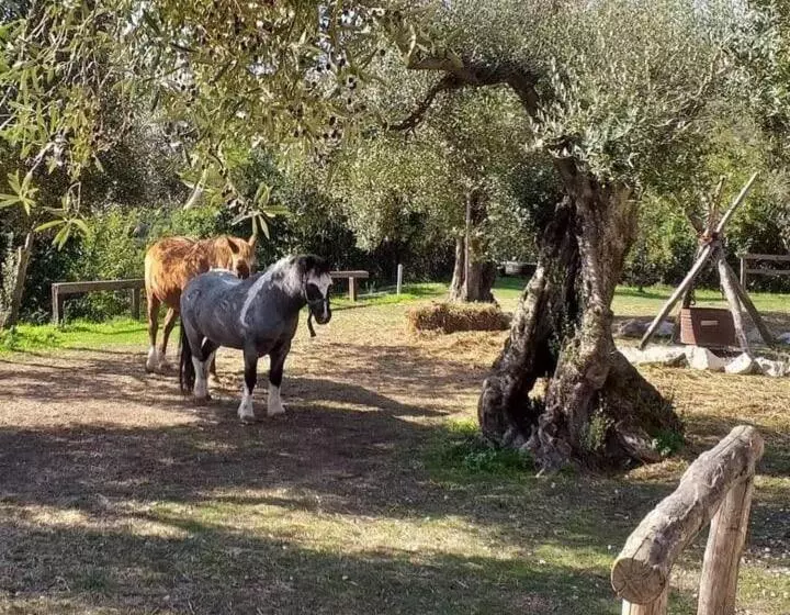 ホテル La Masseriola Agriturismo
