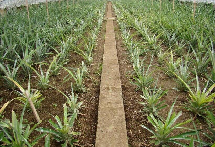 בית מלון כפרי Qva   Quinta Velha Das Amoreiras