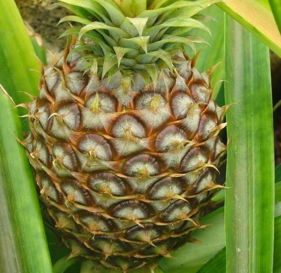 בית מלון כפרי Qva   Quinta Velha Das Amoreiras