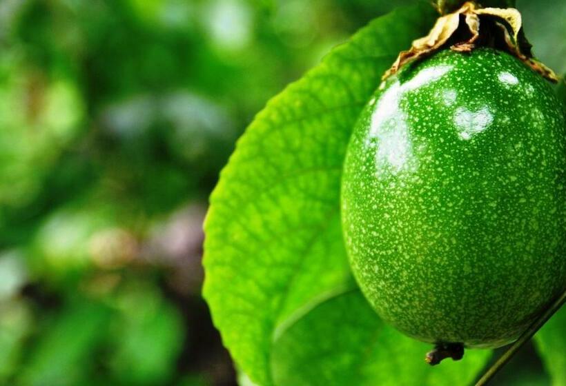 Pension Abrigo De Montanha Xique Xique