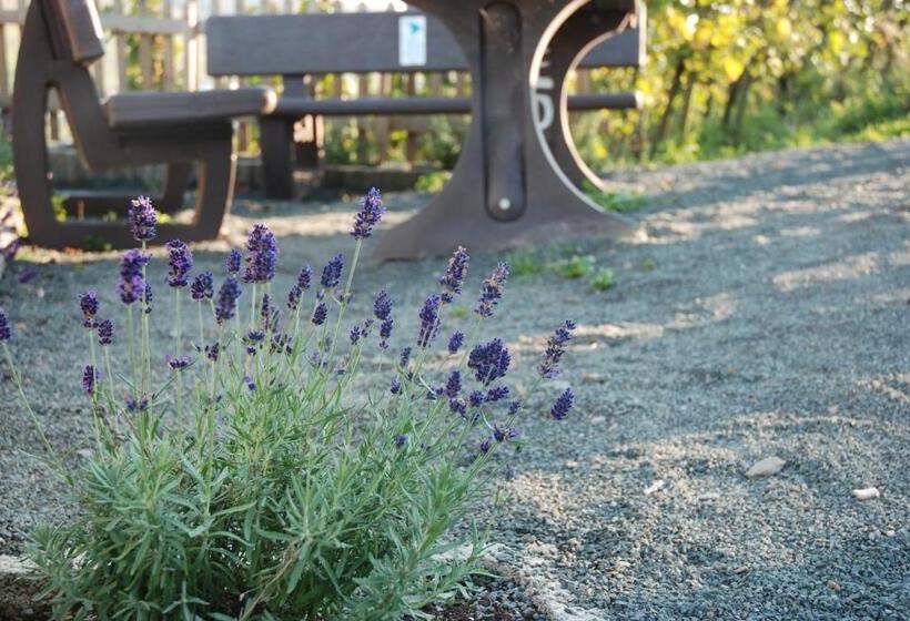 פנסיון Weingut Brennerei Gästehaus Emil Dauns