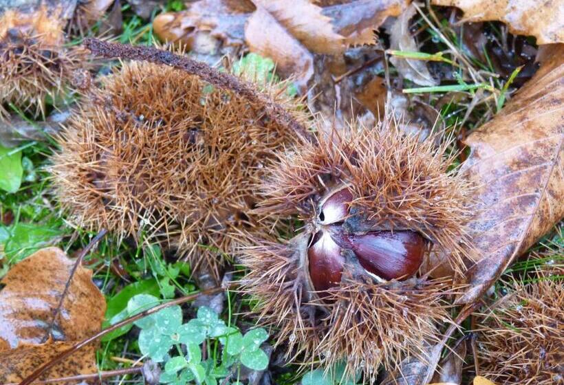 ベッドアンドブレックファースト Chambres D Hôtes Domaine De La Grangeotte